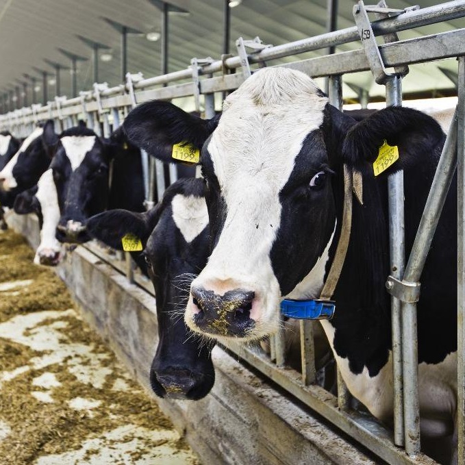 Животноводство 1.jpg